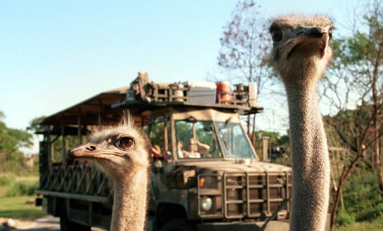 With more than 1,700 animals spread across 500 acres of fertile landscape, Disney’s Animal Kingdom is the largest animal theme park in the world.